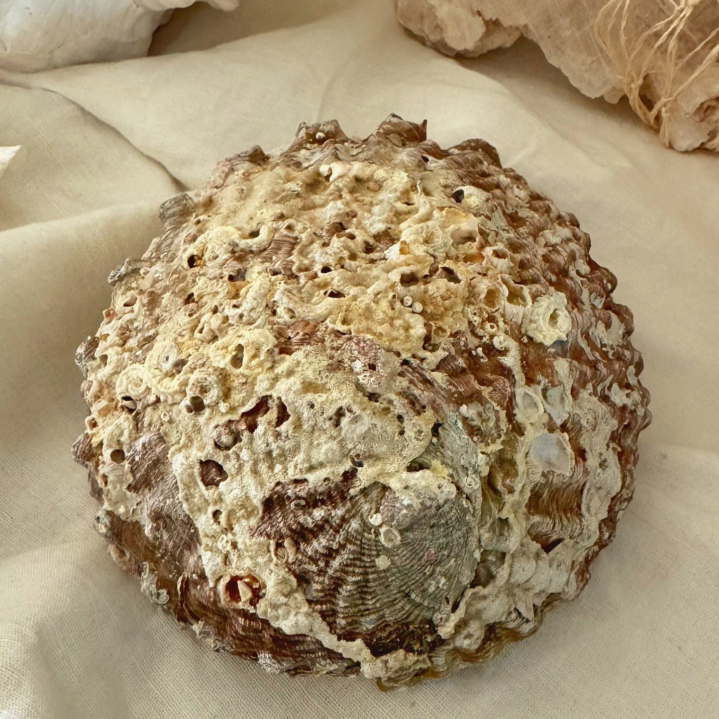 Abalone Seashell