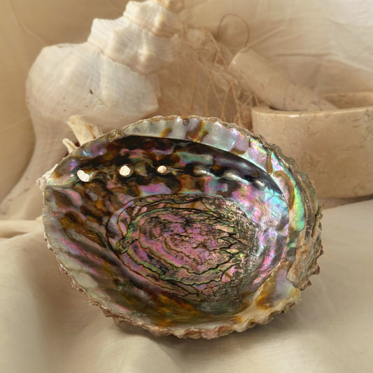 Abalone Seashell