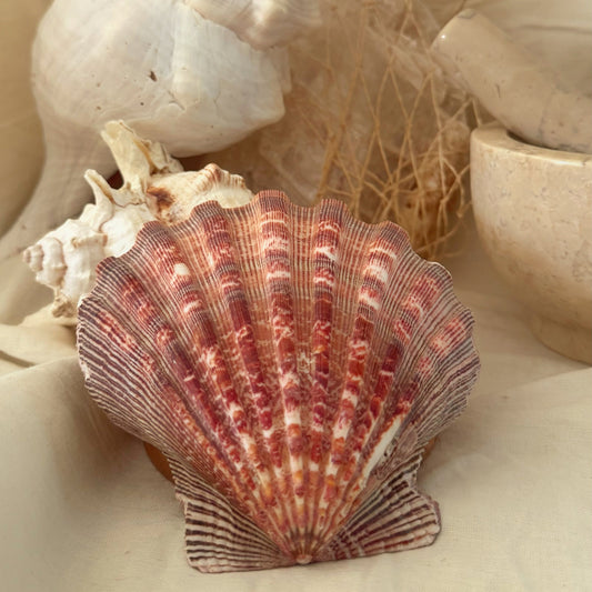 Scallop Seashell