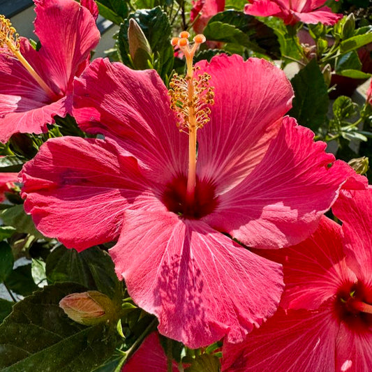 Flower Dew Elixir Toner