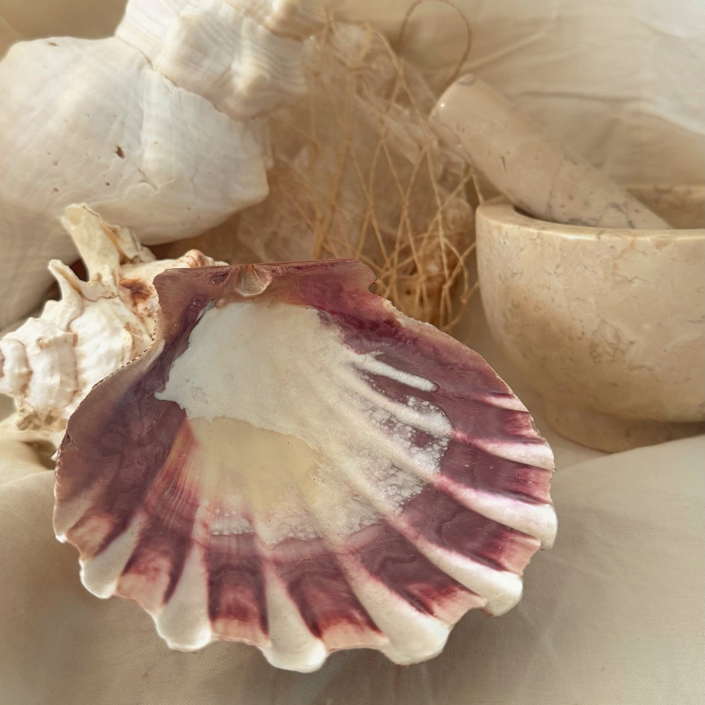 Scallop Seashell